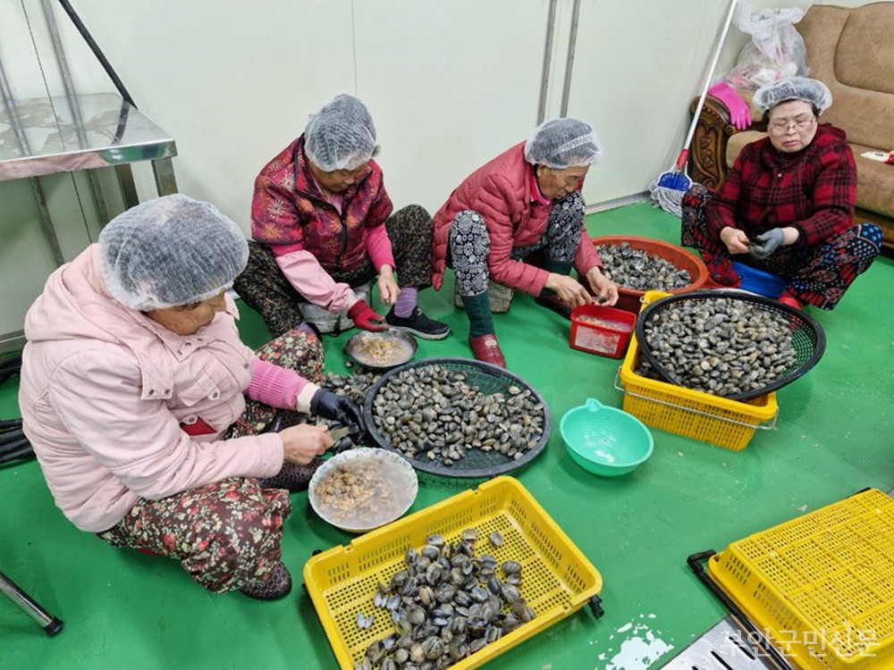 치도마을 일자리사업에 활바지락살이 추가됐다. 활바지락살은 천연 미네랄이 풍부하고 청정 갯벌 속에서 자란 자연산으로 살이 통통하고 씹을수록 고소한 맛이 일품으로 알려졌다. 사진은 치도마을 주민들이 활바지락살을 손질하고 있는 모습.