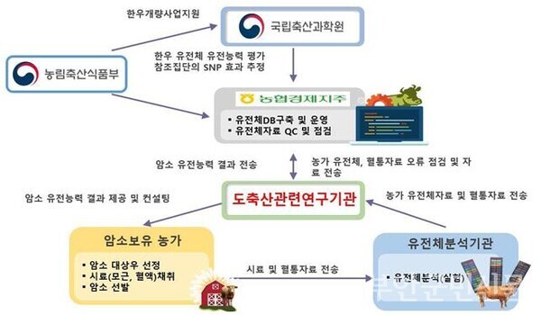고창과 부안이 올해 진행된 전국 한우 유전체 기반 우수 암소 선발에서 1위를 수상한 전북도의 절반을 차지하면서 전북 한우 산업의 핵심 거점으로 자리매김했다는 평가를 얻고 있다. 사진은 농촌진흥청이 제공한 국가 단위 한우 암소 유전체 분석 서비스 체계도. 
